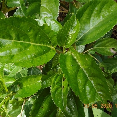 Dendrocnide photiniphylla at Pappinbarra, NSW - 13 May 2020 by jonvanbeest