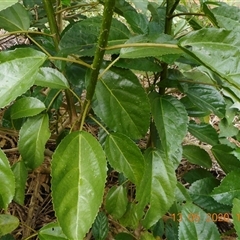 Dendrocnide photiniphylla at Pappinbarra, NSW - 13 May 2020 10:37 AM