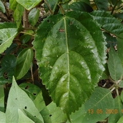 Dendrocnide photiniphylla at Pappinbarra, NSW - 13 May 2020 10:37 AM