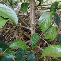 Dendrocnide photiniphylla at Pappinbarra, NSW - 13 May 2020 10:37 AM