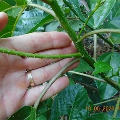 Dendrocnide photiniphylla at Pappinbarra, NSW - 13 May 2020 10:37 AM