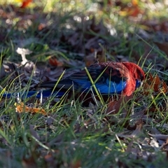 Platycercus elegans at Turner, ACT - Yesterday by AlisonMilton