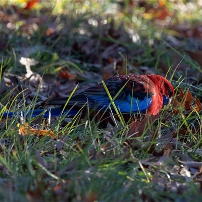 Platycercus elegans at Turner, ACT - Yesterday by AlisonMilton