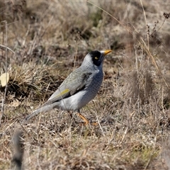 Manorina melanocephala at Burra, NSW - Yesterday by AlisonMilton