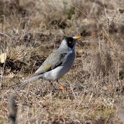 Manorina melanocephala at Burra, NSW - Yesterday by AlisonMilton