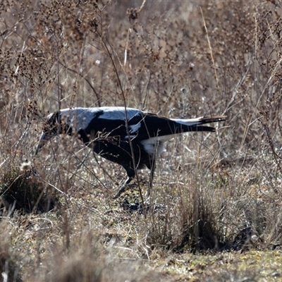 Gymnorhina tibicen at Burra, NSW - Yesterday by AlisonMilton