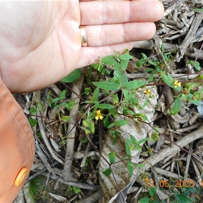 Unverified Other Wildflower or Herb at Pappinbarra, NSW - 13 May 2020 by jonvanbeest