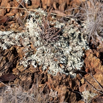 Unverified Lichen at Burra, NSW - Yesterday by AlisonMilton