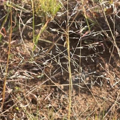 Eragrostis curvula (African Lovegrass) at Cooma, NSW - 4 Apr 2025 by JaneR
