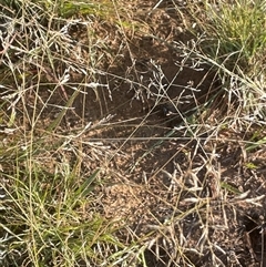 Eragrostis curvula at Cooma, NSW - 4 Apr 2025 09:02 AM