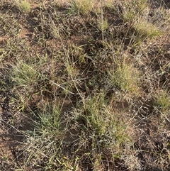Eragrostis curvula at Cooma, NSW - 4 Apr 2025 09:02 AM