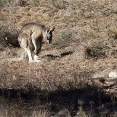 Macropus giganteus (Eastern Grey Kangaroo) at Burra, NSW - Yesterday by AlisonMilton