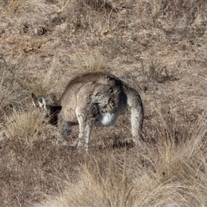 Macropus giganteus at Burra, NSW - 29 Jun 2025 11:34 AM