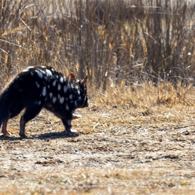 Dasyurus viverrinus (Eastern Quoll) at Throsby, ACT - Yesterday by pjpiper