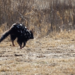 Dasyurus viverrinus at Throsby, ACT - 29 Jun 2025 12:52 PM