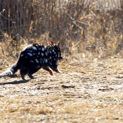 Dasyurus viverrinus at Throsby, ACT - 29 Jun 2025 12:52 PM