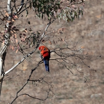Platycercus elegans at Burra, NSW - Yesterday by AlisonMilton