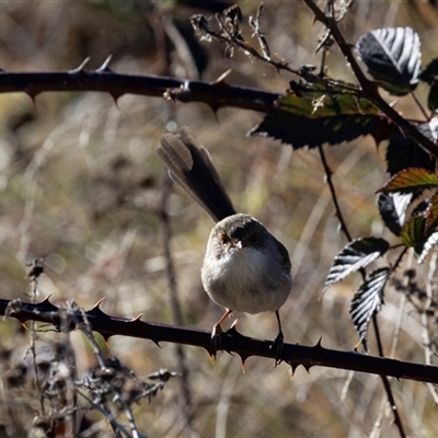 Malurus cyaneus at Burra, NSW - Yesterday by AlisonMilton