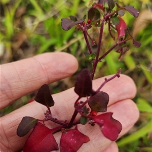 Einadia hastata at Keinbah, NSW - 30 Jun 2025 12:46 PM