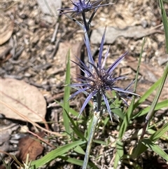Eryngium ovinum (Blue Devil) at Gurrundah, NSW - 23 Dec 2024 by JaneR
