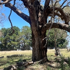 Eucalyptus bridgesiana (Apple Box) at Gurrundah, NSW - 23 Dec 2024 by JaneR