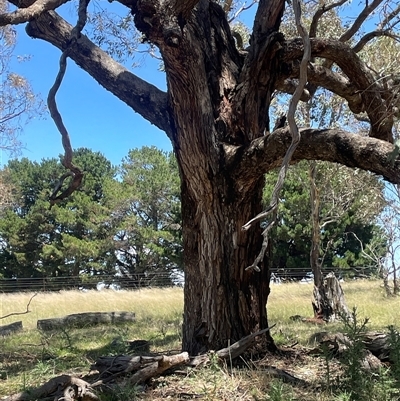 Eucalyptus bridgesiana (Apple Box) at Gurrundah, NSW - 23 Dec 2024 by JaneR