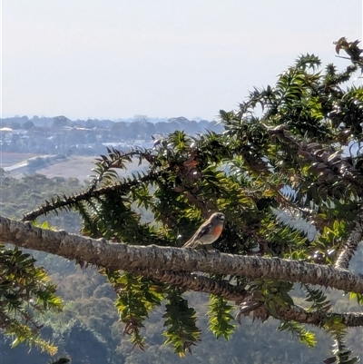 Petroica boodang (Scarlet Robin) at Mount Annan, NSW - Today by MandyandScott