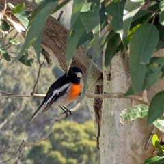 Petroica boodang at Mount Annan, NSW - 30 Jun 2025 01:09 PM