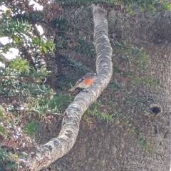 Petroica boodang at Mount Annan, NSW - 30 Jun 2025 01:09 PM