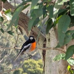 Petroica boodang at Mount Annan, NSW - 30 Jun 2025 01:09 PM