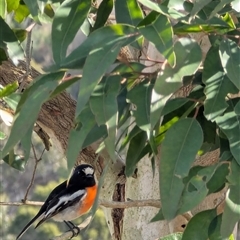Petroica boodang at Mount Annan, NSW - 30 Jun 2025 01:09 PM