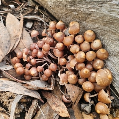 Mycena clarkeana at Captains Flat, NSW - Today by Csteele4