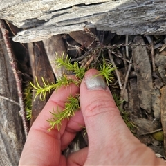 Scleranthus biflorus (Twin-flower Knawel) at Captains Flat, NSW - Today by Csteele4