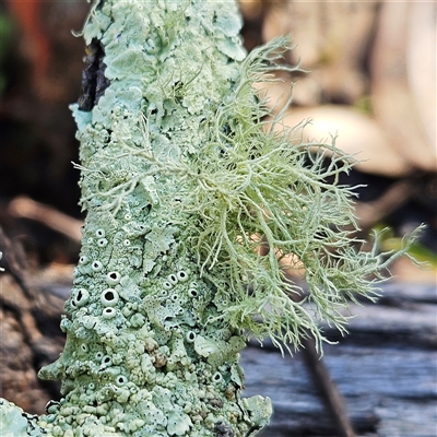 Usnea sp. (genus) (Bearded lichen) at Hawker, ACT - Yesterday by sangio7