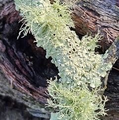 Usnea sp. (genus) at Hawker, ACT - 29 Jun 2025 10:54 AM