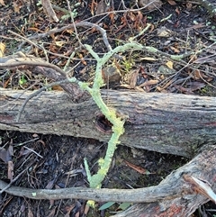 Usnea sp. (genus) at Hawker, ACT - 29 Jun 2025 10:54 AM
