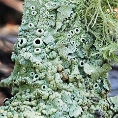 Flavoparmelia sp. (Flavoparmelia Lichen) at Hawker, ACT - Yesterday by sangio7