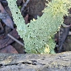 Flavoparmelia sp. at Hawker, ACT - 29 Jun 2025 10:54 AM