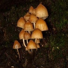 Unverified Fungus at Paddys River, ACT - 26 Jun 2025 by SimoneS