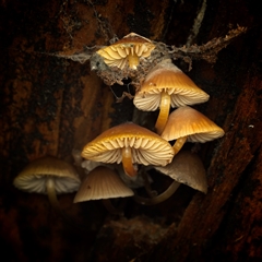 Unverified Fungus at Paddys River, ACT - 26 Jun 2025 by SimoneS