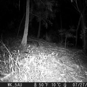 Potorous tridactylus (Long-nosed Potoroo) at Pappinbarra, NSW - 27 Jul 2021 by jonvanbeest