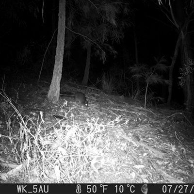 Potorous tridactylus (Long-nosed Potoroo) at Pappinbarra, NSW - 27 Jul 2021 by jonvanbeest