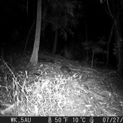 Potorous tridactylus at Pappinbarra, NSW - 27 Jul 2021 07:26 PM