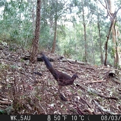 Menura novaehollandiae at Pappinbarra, NSW - 3 Aug 2021 07:24 AM