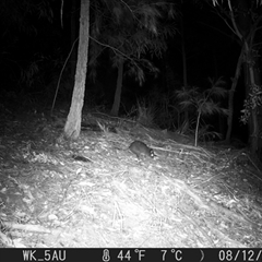 Potorous tridactylus (Long-nosed Potoroo) at Pappinbarra, NSW - 12 Aug 2021 by jonvanbeest