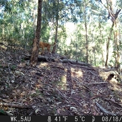 Canis lupus (Dingo / Wild Dog) at Pappinbarra, NSW - 18 Aug 2021 by jonvanbeest