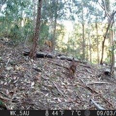 Canis lupus (Dingo / Wild Dog) at Pappinbarra, NSW - 3 Sep 2021 by jonvanbeest