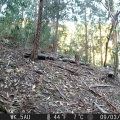 Canis lupus at Pappinbarra, NSW - 3 Sep 2021 06:44 AM
