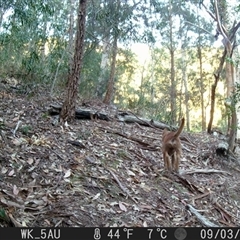 Canis lupus at Pappinbarra, NSW - 3 Sep 2021 06:44 AM