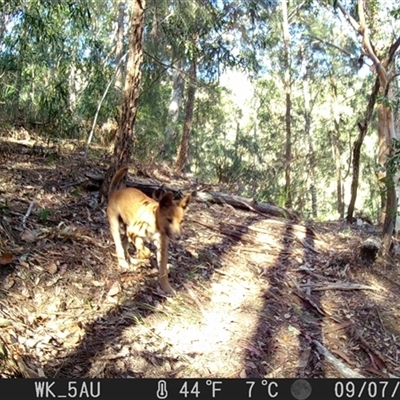 Canis lupus (Dingo / Wild Dog) at Pappinbarra, NSW - 7 Sep 2021 by jonvanbeest